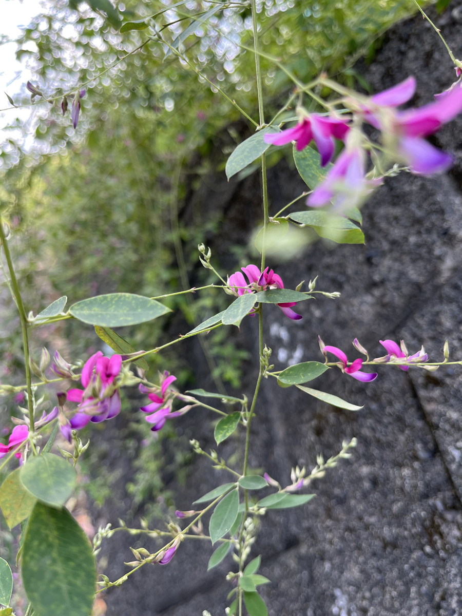 “お寺の石垣に咲く萩の花のイメージ