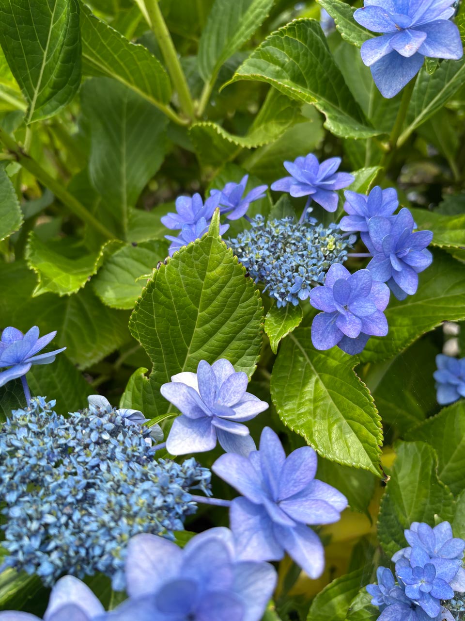 紫陽花の写真