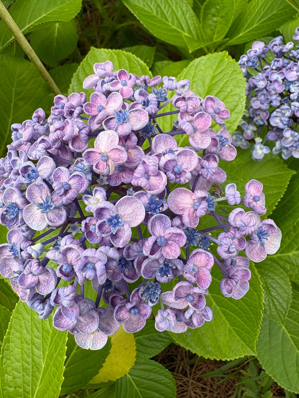 紫陽花の写真
